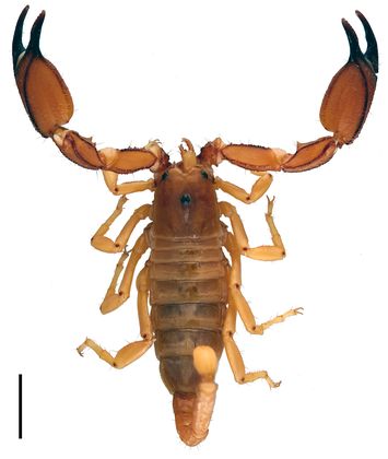 Vorschaubild Scorpiops kraepelini Lourenço, 1998